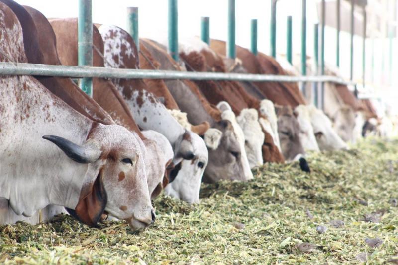 INIA emplea técnica de aspiración folicular para producir embriones de ganado con alta calidad genética