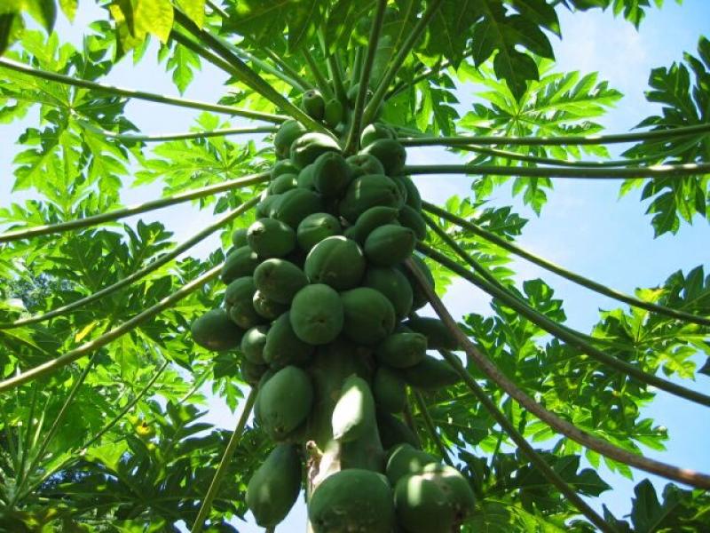 INIA ESTUDIA SOLUCIÓN A ARRASADORA PLAGA EN PAPAYA