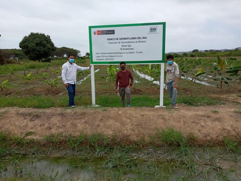 INIA evalúa genética del banano en Tumbes para el desarrollo de nuevos cultivares resistentes al Fusarium-FOC R4T