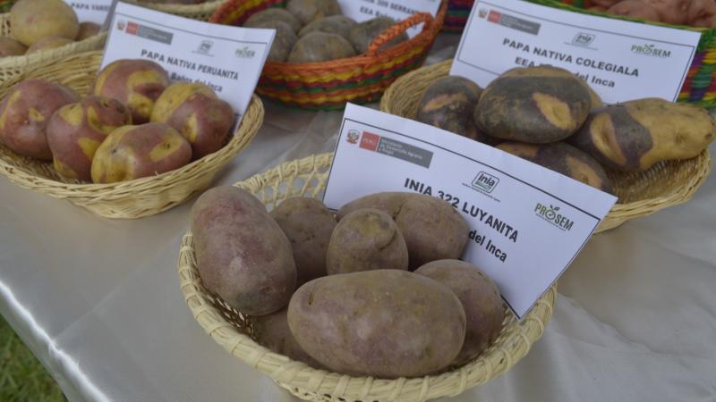 INIA ha desarrollado a la fecha, 43 variedades de papa de alta calidad genética