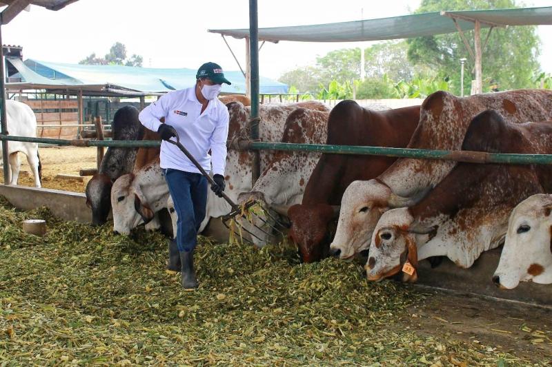 INIA identifica altos niveles de diversidad genética en ganado vacuno