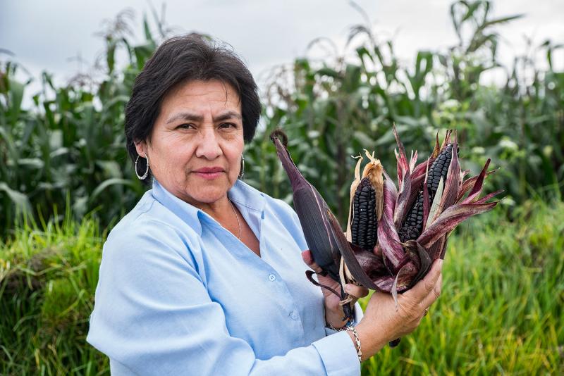 INIA identifica variedad de maíz morado con alto potencial de rendimiento y mayor contenido de antocianina