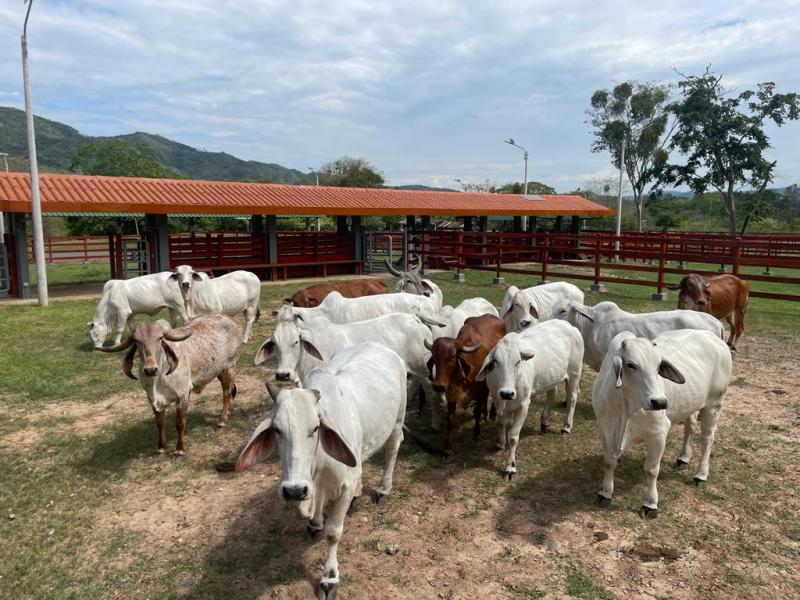 INIA inaugura primer Núcleo Genético para el manejo de Ganado Vacuno en la región San Martín