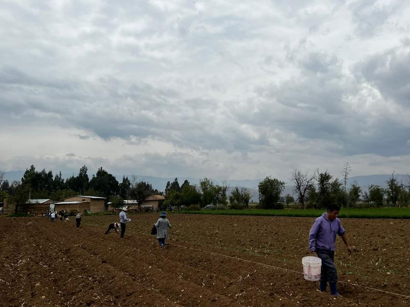 INIA instala parcela demostrativa de maíz Blanco Urubamba en el distrito de Chongos Bajo