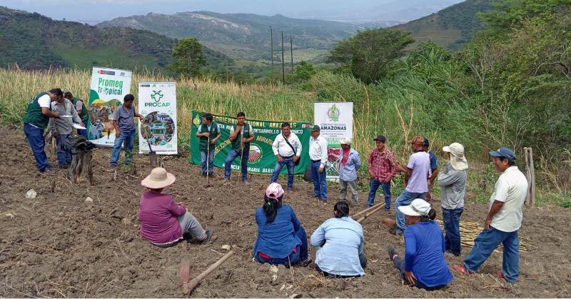 INIA instala parcela demostrativa en Amazonas para incrementar producción de forraje de ganado con alta calidad