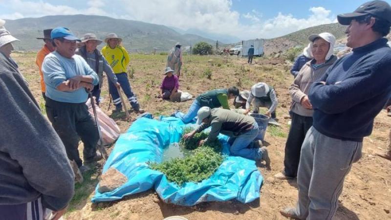 INIA instala parcela demostrativa para elevar la calidad genética del cultivo de orégano en Moquegua