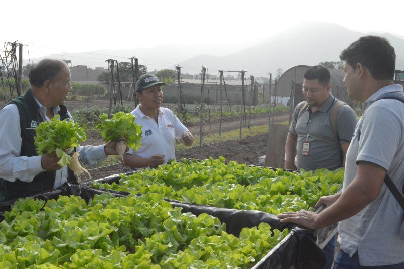 INIA instalará módulos hidropónicos en regiones del sur para la producción de hortalizas ante déficit hídrico