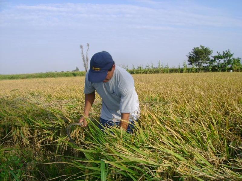 INIA LAMBAYEQUE CONCENTRA 600 TM DE SEMILLAS DE ARROZ RESISTENTES A CAMBIO CLIMÁTICO