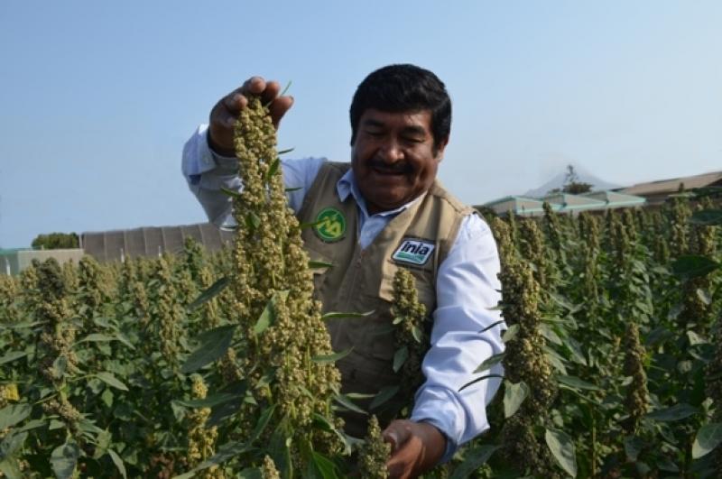 INIA LIBERA NUEVA VARIEDAD DE QUINUA “INIA- 431-ALTIPLANO”