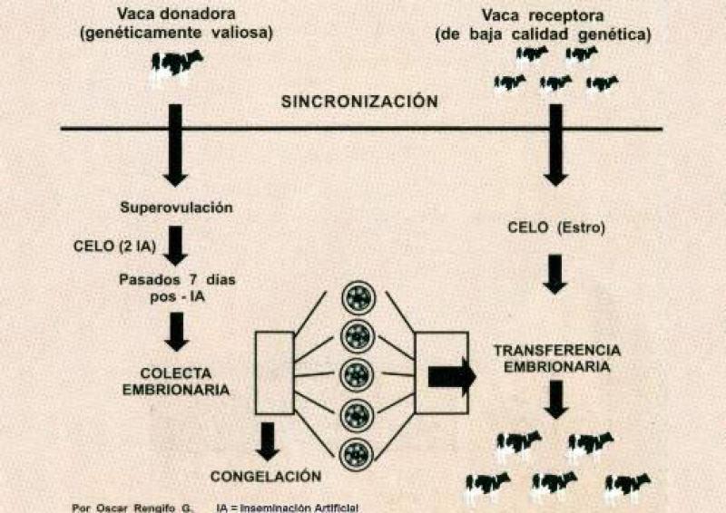 INIA PRESENTÓ TECNOLOGÍA QUE MULTIPLICA GANADO DE ALTA CALIDAD GENÉTICA  