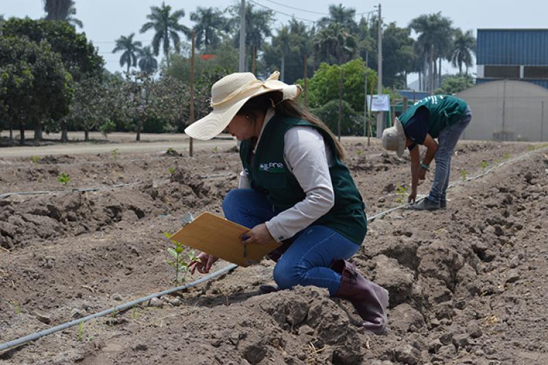 INIA trabaja en identificar semillas de maracuyá de alta calidad genética para exportación