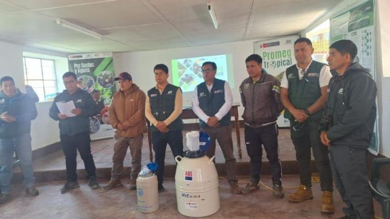 INIA transfiere 830 pajillas de ganado vacuno de alta calidad genética para mejorar producción de carne y leche en Amazonas