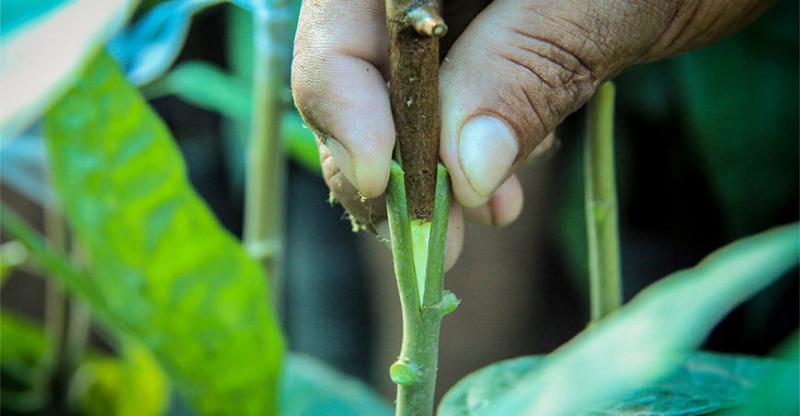 Inician injerto de 233.100 plantones de cacao en el Vraem