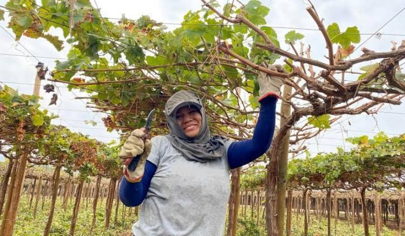 Inicio de la temporada de poda en Perú: una decisión estratégica para un mercado más exigente