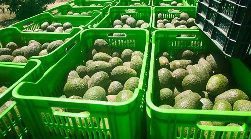 Inictel-UNI presentó sistema para mejorar la calidad de producción en palta Hass