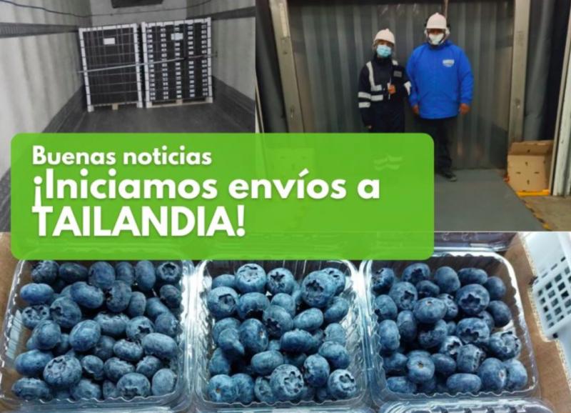 Inka´s Berries marca un hito con sus primeros envíos de arándano Matías™️ al mercado de Tailandia