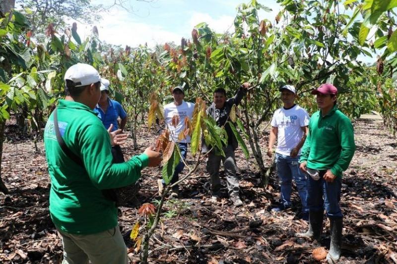 Innovaciones y promoción de una economía lícita para el desarrollo económico de la Selva