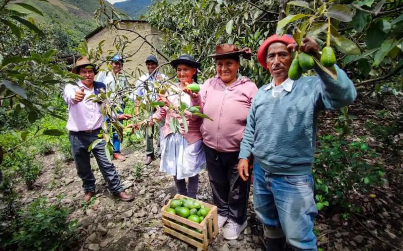 Instalan 22 túneles de producción para impulsar el cultivo de palta en Junín