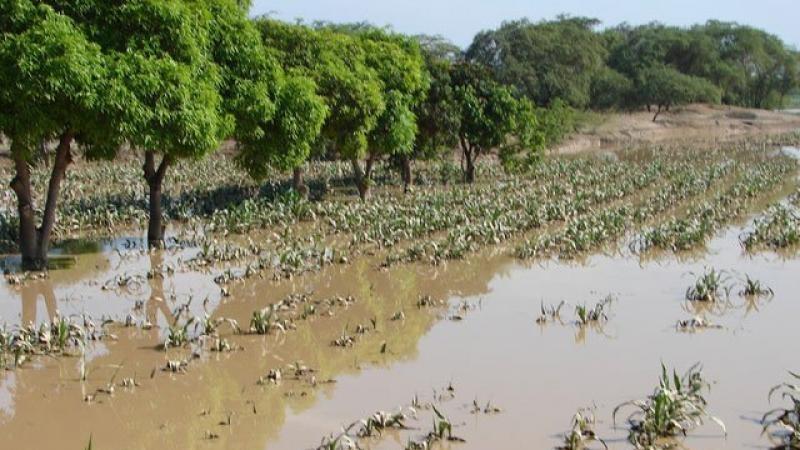Intensas lluvias provocaron la pérdida de 16.883 hectáreas de cultivos, mientras que 23.104 has resultaron afectadas entre diciembre del 2024 y fines de marzo de 2025