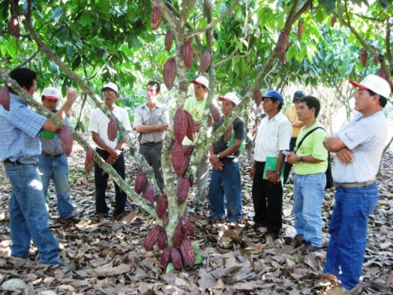 INVERTIRÁN S/. 21 MILLONES EN CAFÉ Y CACAO 