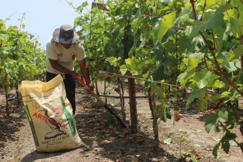 Investigan abonamiento con guano de islas en cultivos de zapallo, cebolla, ajo, café y cacao