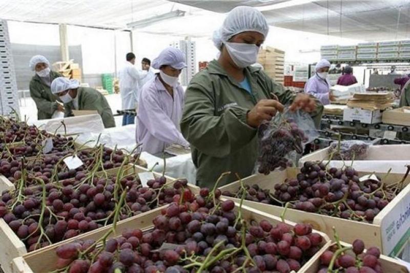 IPE: Valor de las agroexportaciones caerían por primera vez en 14 años