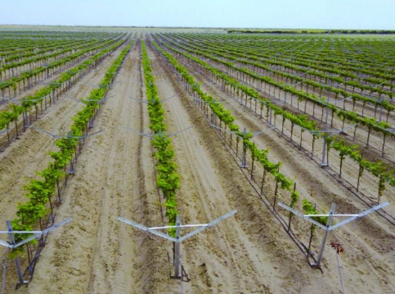 Jeritec proyecta instalar 400 hectáreas bajo sistema Open Gable este año
