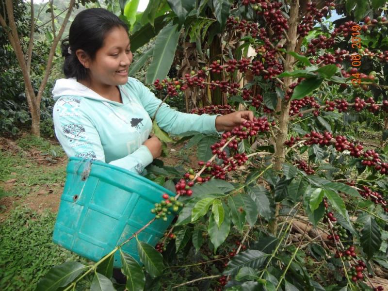 JNC: Demora en reglamentación de Ley de asociatividad en cooperativas agrarias genera tensiones en pequeños productores organizados