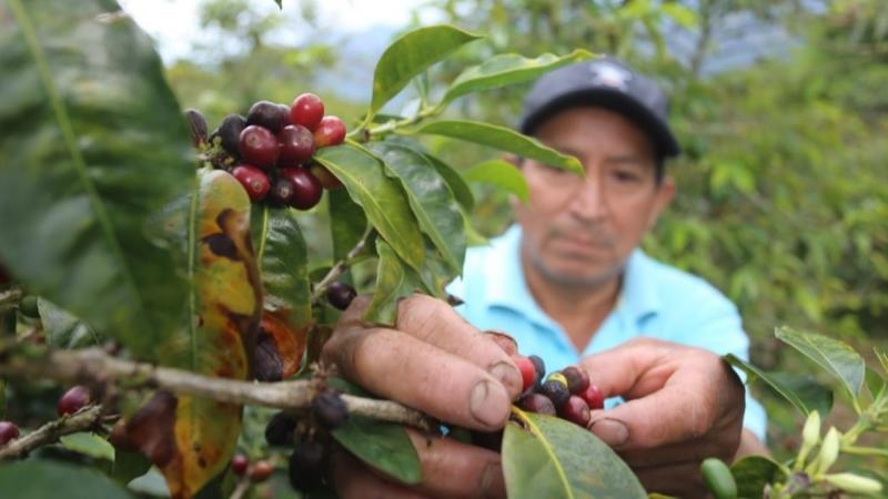 JNC: Perú cuenta con 375.000 hectáreas de café este año