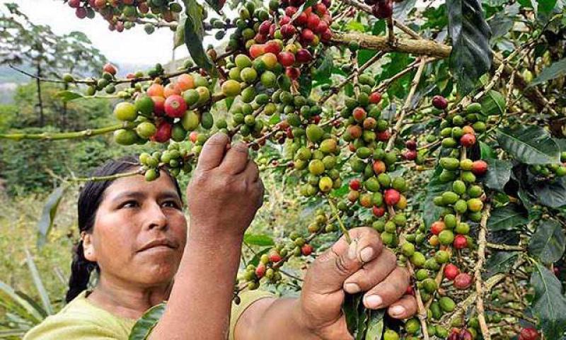 JUNÍN DEJARÍA DE PERCIBIR S/. 180 MILLONES DEBIDO A MENOR PRODUCCIÓN DE CAFÉ