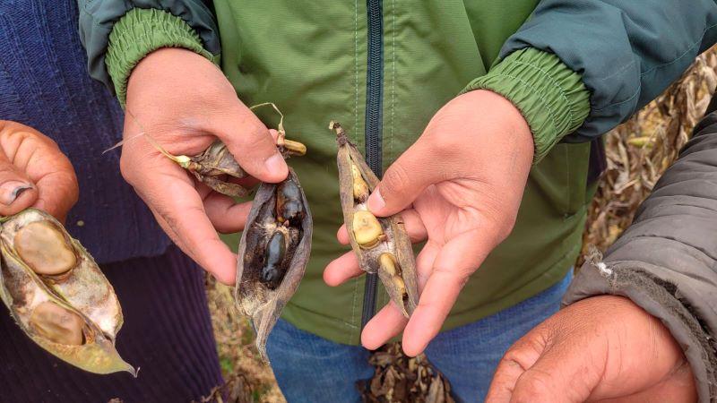 Junín: heladas afectan cultivos de habas en Huancayo