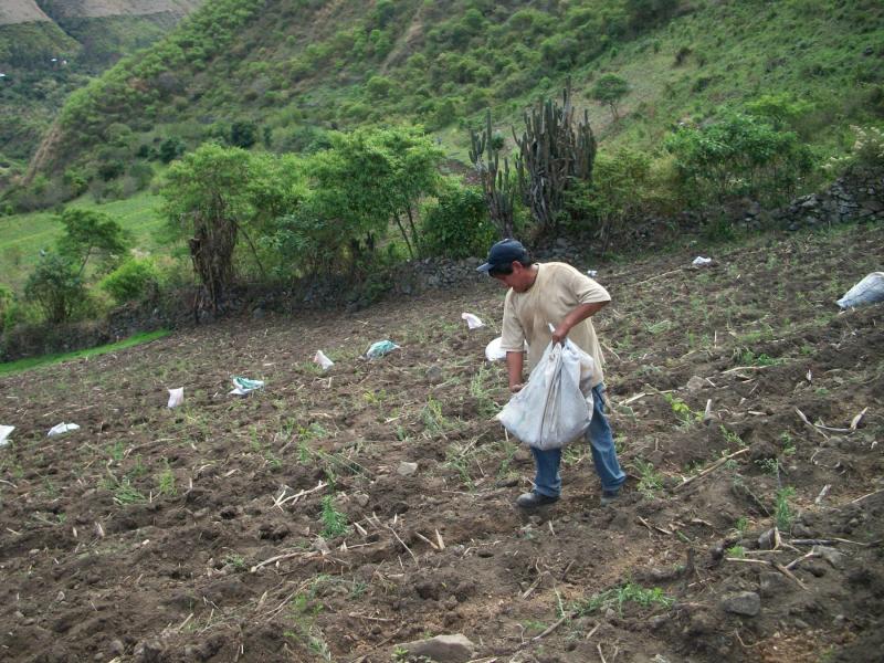 JUNÍN: LLUVIAS CAUSAN S/. 6 MILLONES EN PÉRDIDAS DE SEMBRÍOS