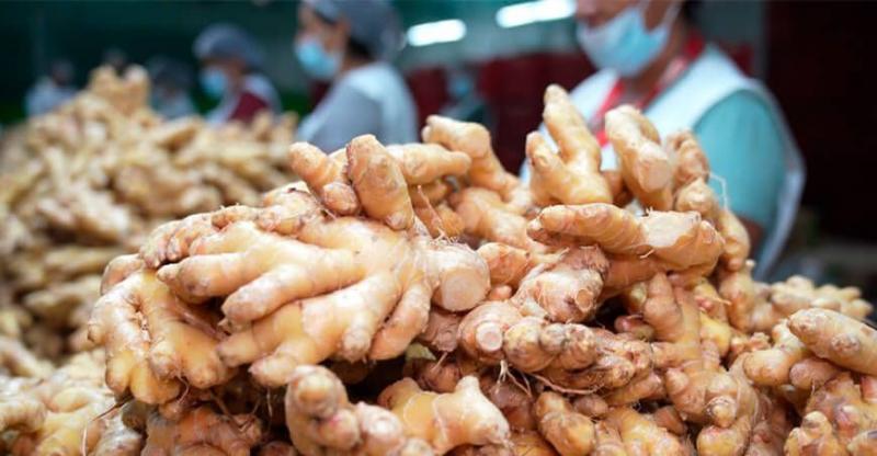 Junín: Pichanaki será sede de la II Convención Internacional del Jengibre