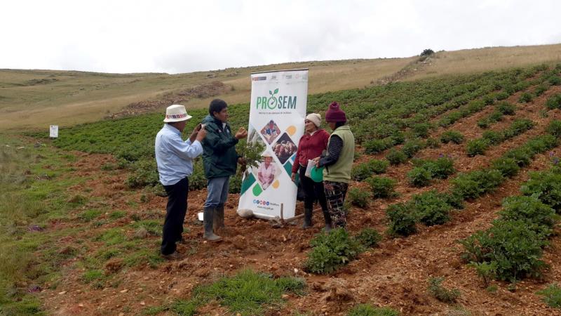 Junín: Productores de Llocllapampa se benefician con tecnología agraria para mejorar calidad de la papa