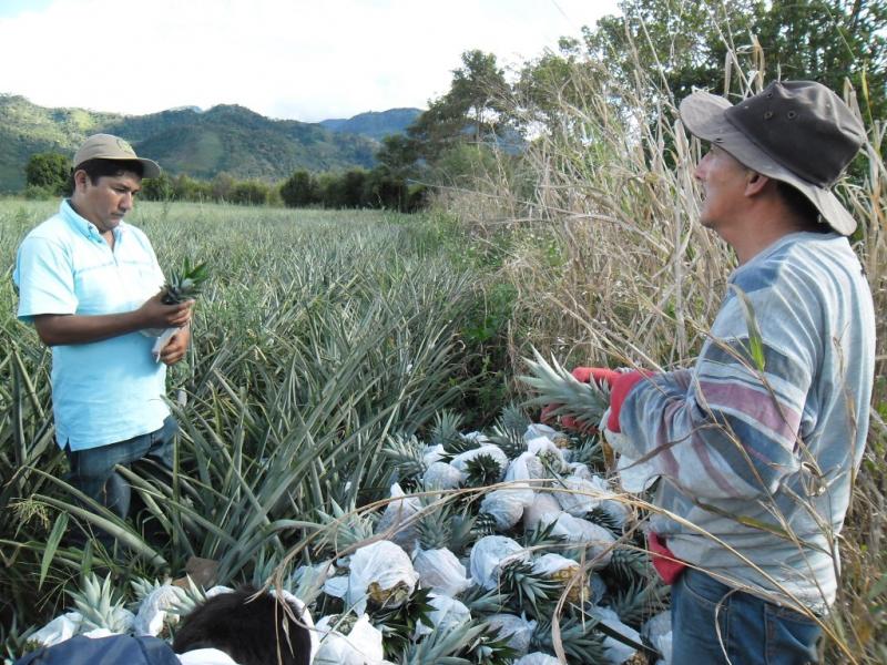 JUNÍN: PROMUEVEN E IMPULSAN PRODUCCIÓN Y EXPORTACIÓN DE PIÑA GOLDEN