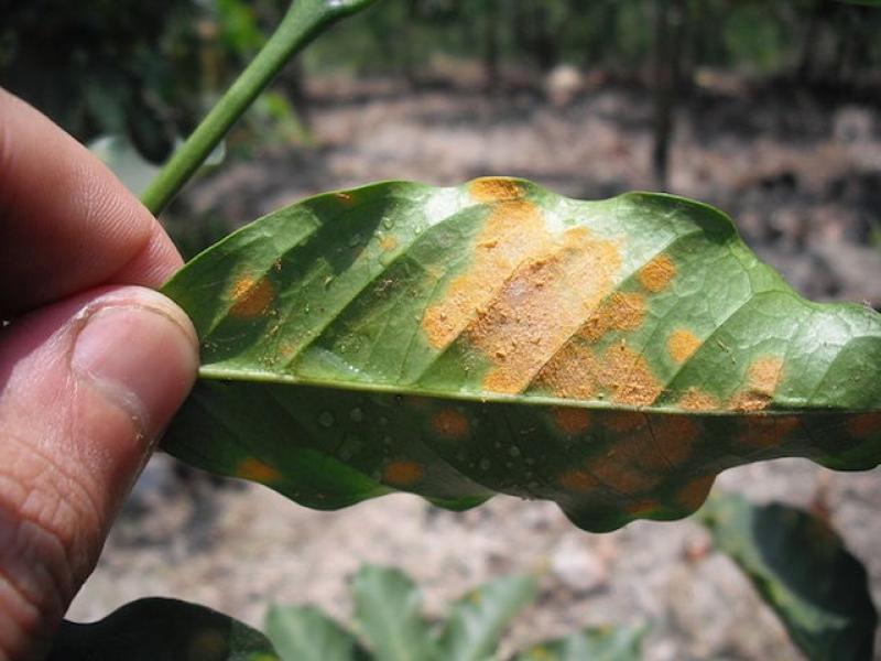 Junín: rancha afecta más de 500 hectáreas de cultivos en distrito de Ulcumayo