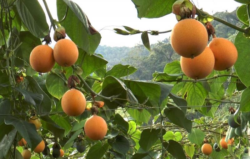 JUNÍN: REALIZAN PRIMER ENVÍO DE GRANADILLA A EUROPA