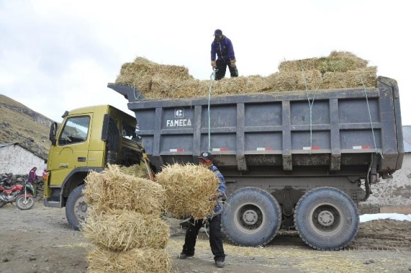 JUNÍN: REPARTIRÁN MÁS DE 2 MIL PACAS PARA PROVEER DE ALIMENTO A GANADO