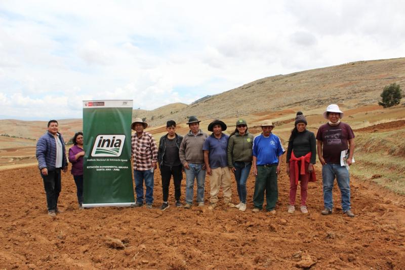 Junín: siembran quinua con mejor calidad de grano y mayor rendimiento