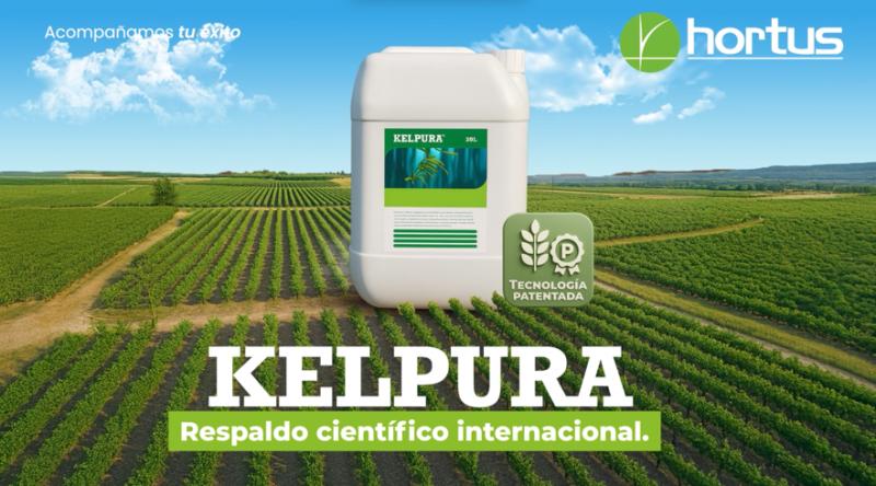 Kelpura: bioestimulante orgánico que potencia calibre, color y calidad de la fruta