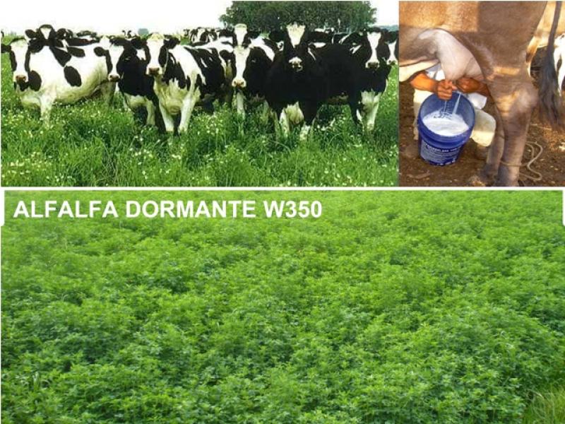 LA ALFALFA DORMANTE W350 DUPLICARÍA LA PRODUCCIÓN DE LECHE