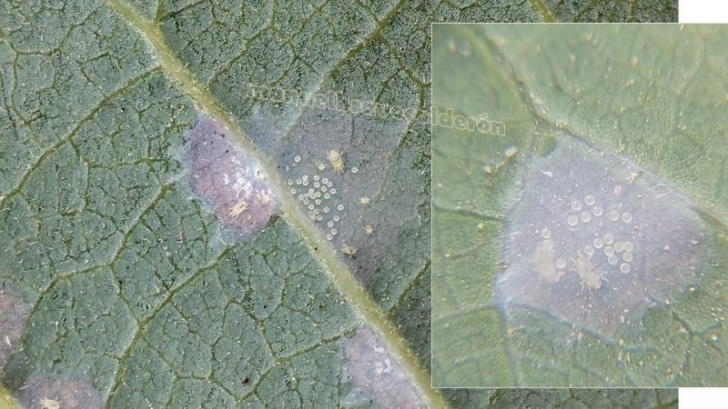 La “arañita cristalina” alerta a productores de palta en Lambayeque