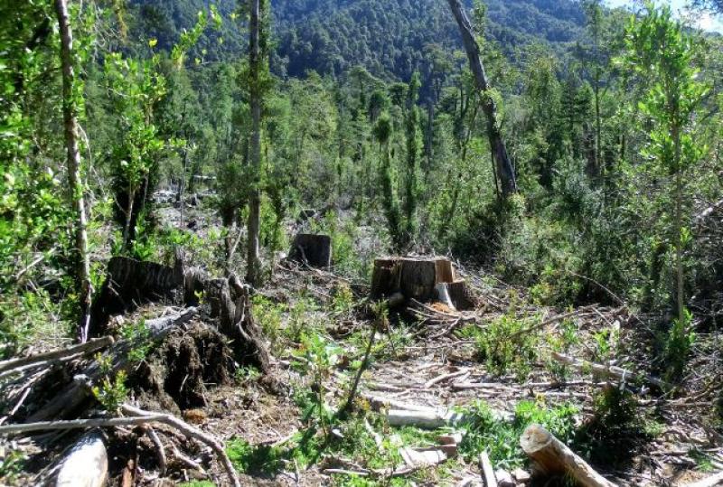 LA DEFORESTACIÓN SE RALENTIZA CON MÁS BOSQUES MEJOR GESTIONADOS