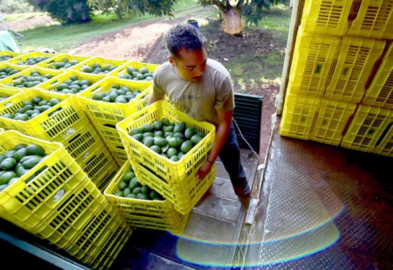 La era de los precios altos de la palta podría estar terminando