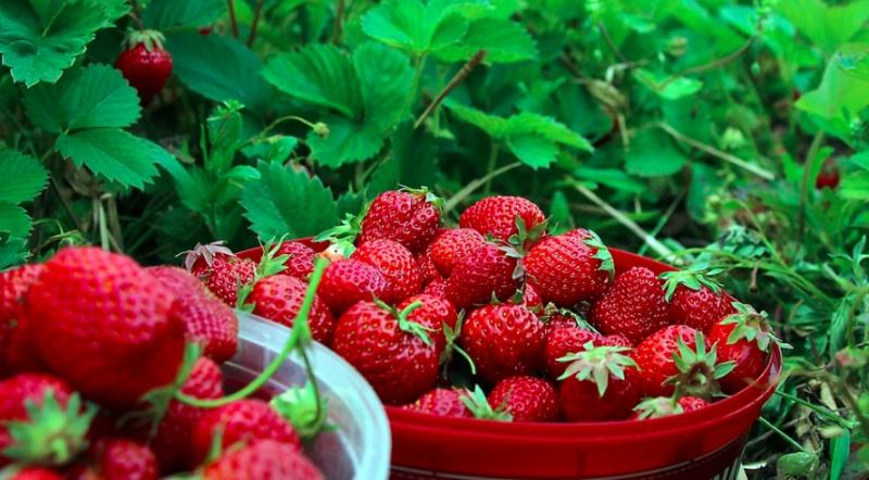 La exportación de fresa inició el 2025 con resultados positivos