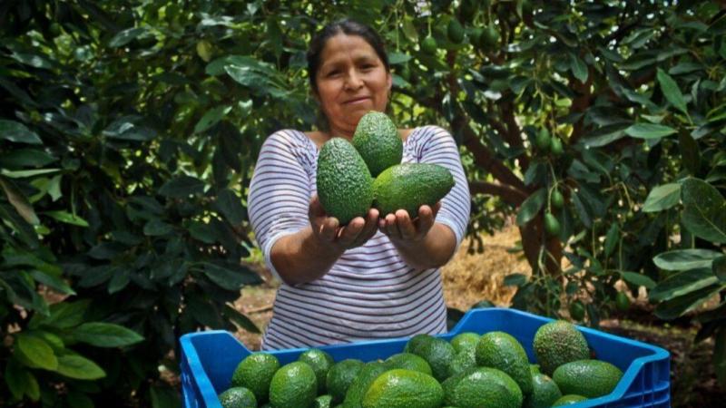La historia del aguacate en el Perú