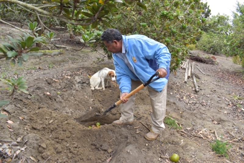 La Libertad: agricultura familiar ejecuta labores de control cultural y se suma a las estrategias para erradicar la mosca de la fruta