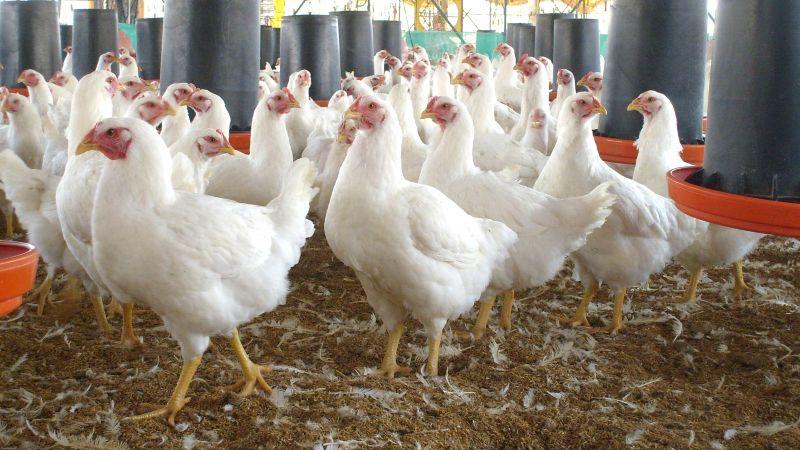 La Libertad, Arequipa y Lima concentran el 83.5% de la producción nacional de ave