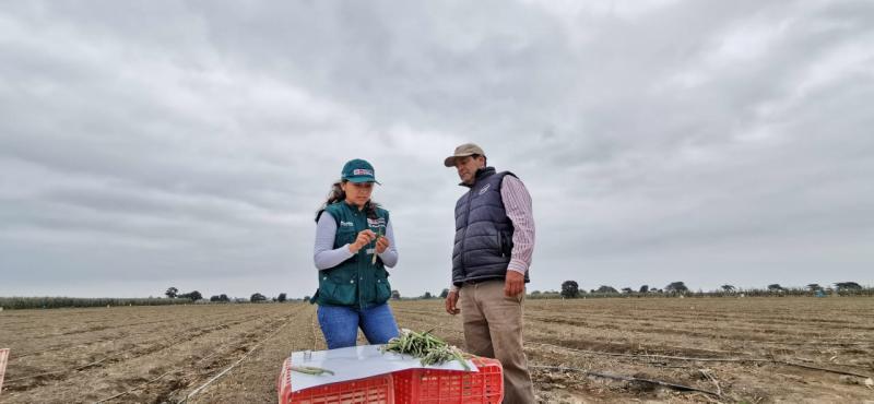 La Libertad: capacitan a productores de espárrago para superar nueva normativa de exportación