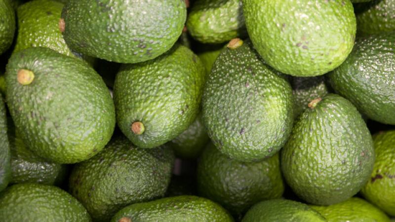 La Libertad, Lima, Lambayeque, Ica y Áncash son las mayores regiones exportadoras de palta